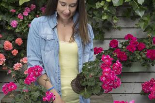 Sadzenie pelargonii do skrzynki