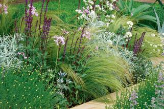 Trawy ozdobne - byliny delikatne, zwiewne, wytrzymałe