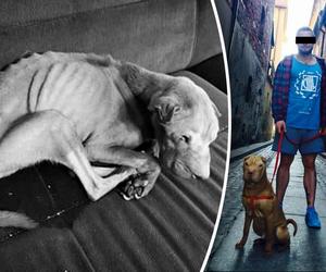 Bobik umierał w męczarniach. Paweł A. skazany