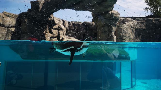Pingwiny hitem Zoo w Chorzowie! Do ogrodu ustawiają się kolejki, ale ludzie nie przestrzegają rygorów sanitarnych