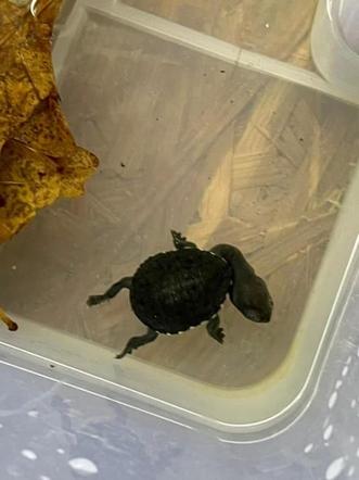 W warszawskim ZOO przyszedł na świat malutki żółwik