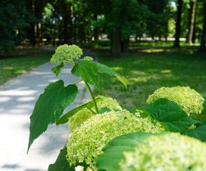 Park Miejski w Sandomierzu