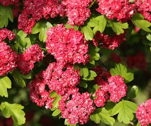 Głóg pośredni 'Paul's Scarlet'
