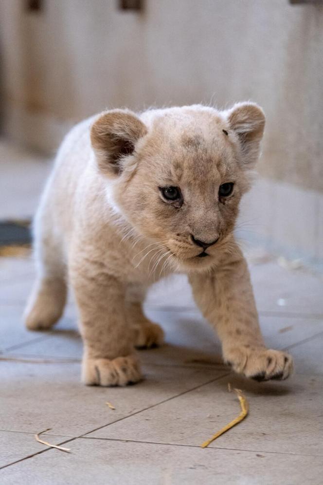 W Śląskim Ogrodzie Zoologicznym przyszły na świat cztery lwiątka! 