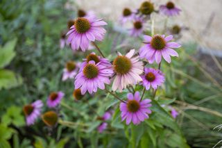 1000 drzew, 100 tysięcy krzewów i ogród zmysłów