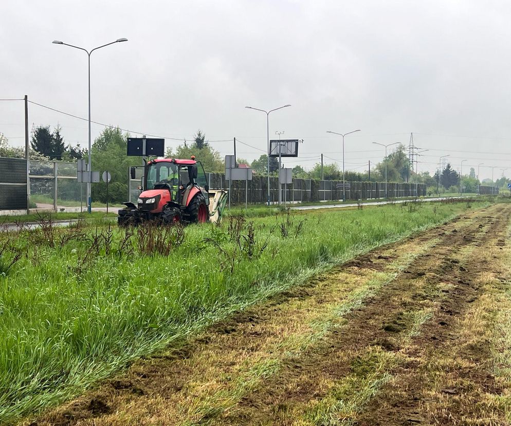 W Krakowie rusza wykaszanie traw. Mieszkańcy martwią się o kleszcze