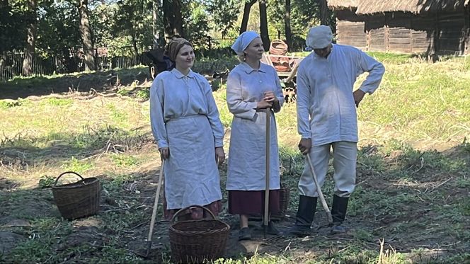 Tradycyjne wykopki w Muzeum Wsi Lubelskiej. Tak kiedyś zbierano ziemniaki
