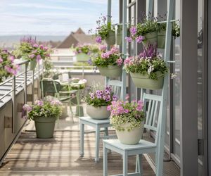 Pelargonie 