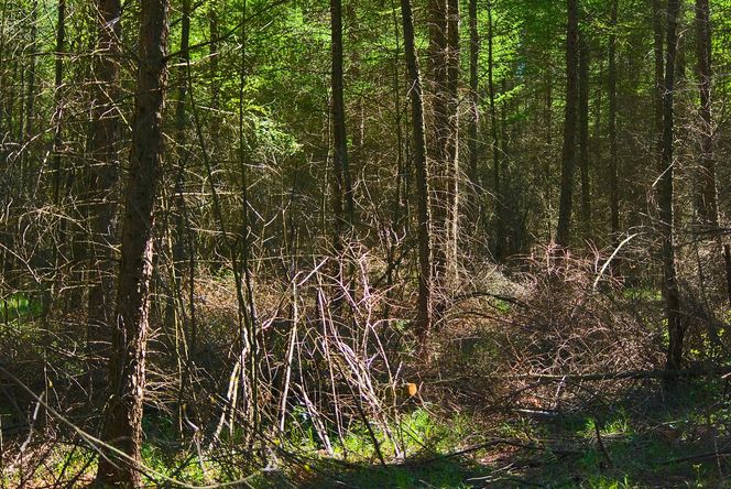 W tym małopolskim lesie polowali niegdyś królowie. Dziś hodują tam żubry 