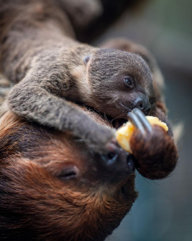 W łódzkim zoo przyszedł na świat leniwiec