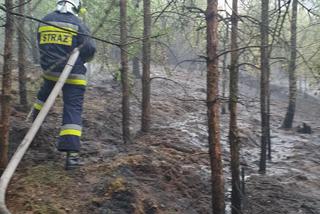 Pożar lasu pod Bydgoszczą! 