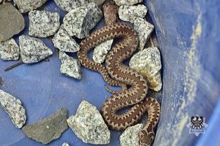 Żmije szaleją w polskim mieście. Jadowite węże pełzają prosto do domów