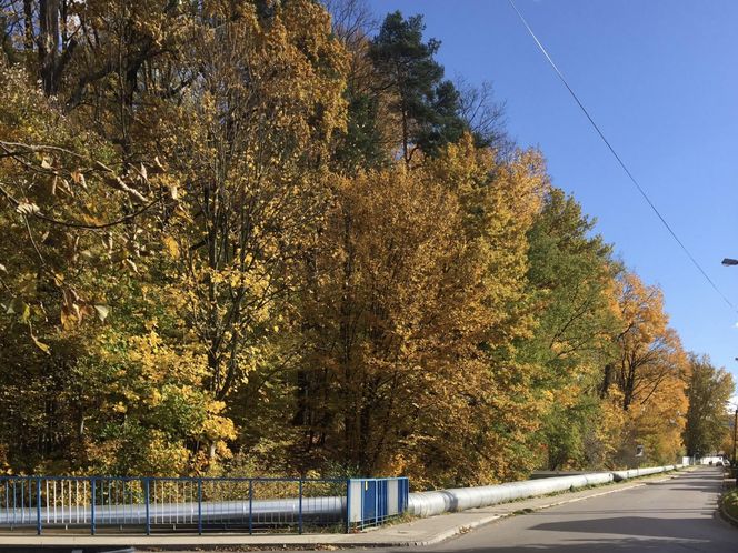 Rezerwat Grapa w Żywcu