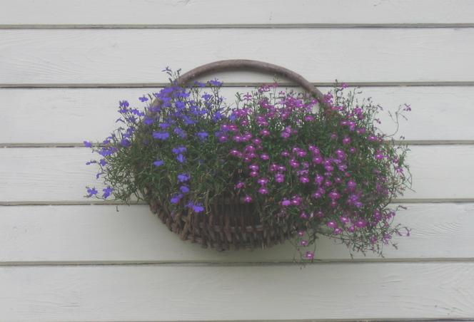 Lobelia przylądkowa