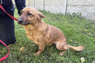 Tak dużo kotów dawno tam nie było. Schronisko w Henrykowie koło Leszna zaprasza na dni otwarte