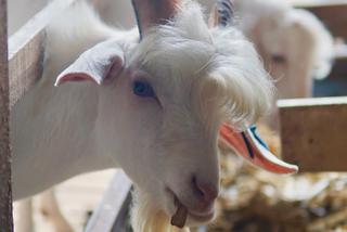 Miss koza! Nowa gwiazda sieci 