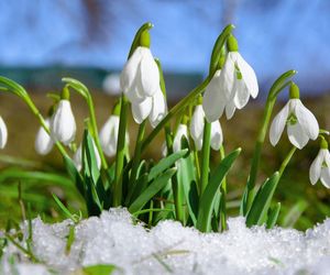 Śnieżyczka przebiśnieg