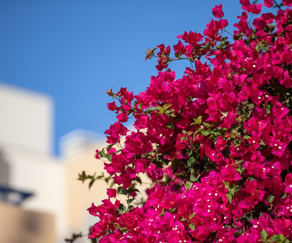 Bugenwilla (Bougainvillea)