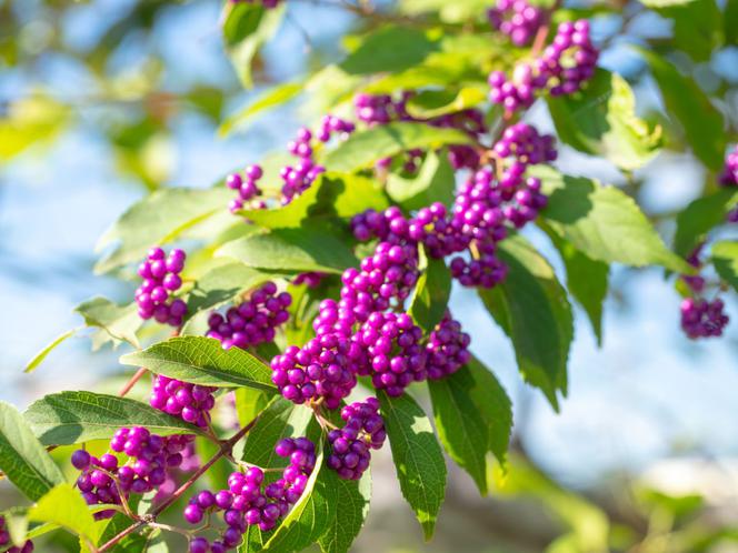 Pięknotka japońska - Callicarpa japonica