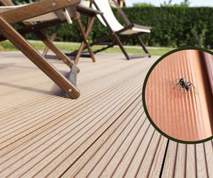 Pozbądź się mrówek z tarasu! Oto skuteczne sposoby