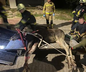 Łoś zawisł na ogrodzeniu. Akcja ratunkowa w Świdniku. Nie było czasu, aby przewozić go do lecznicy