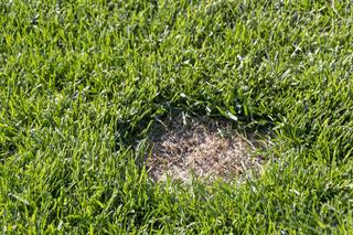 Dziury i puste place w trawniku – dlaczego powstają? Najlepsze sposoby na uzupełnienie dziur w trawniku 