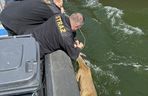 Młody jelonek wpadł do kanału portowego w Gdańsku. Uratowała go załoga Pioruna