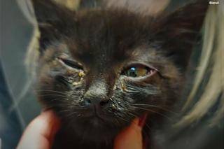 Bieruńska policja uratowała bezdomnego kotka