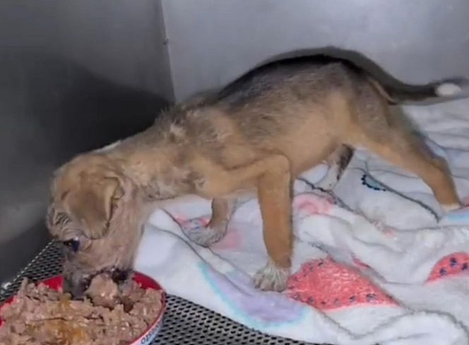 Porzucone szczeniaki w pudełku znalezione w środku lasu