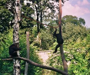 Powódź tysiąclecia we Wrocławiu. Zobacz, jak ratowano zoo przed wielką wodą 