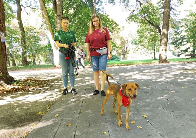 Parkowe łapki - schroniskowe psiaki w parku miejskim w Zamościu