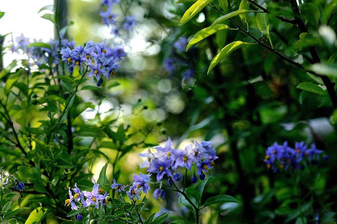 Psianka czylijska - Solanum crispum