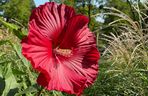 Hibiskus bagienny