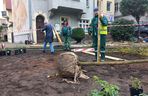 Zamiast asfaltu klomby z roślinami. Zmiany na Tylnej i Wałowej w Lesznie
