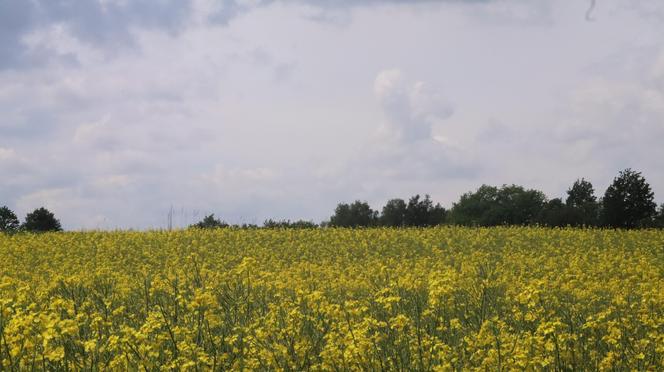 Chcesz zdjęcie? To się pospiesz! Rzepaki powoli zaczynają przekwitać [GALERIA]