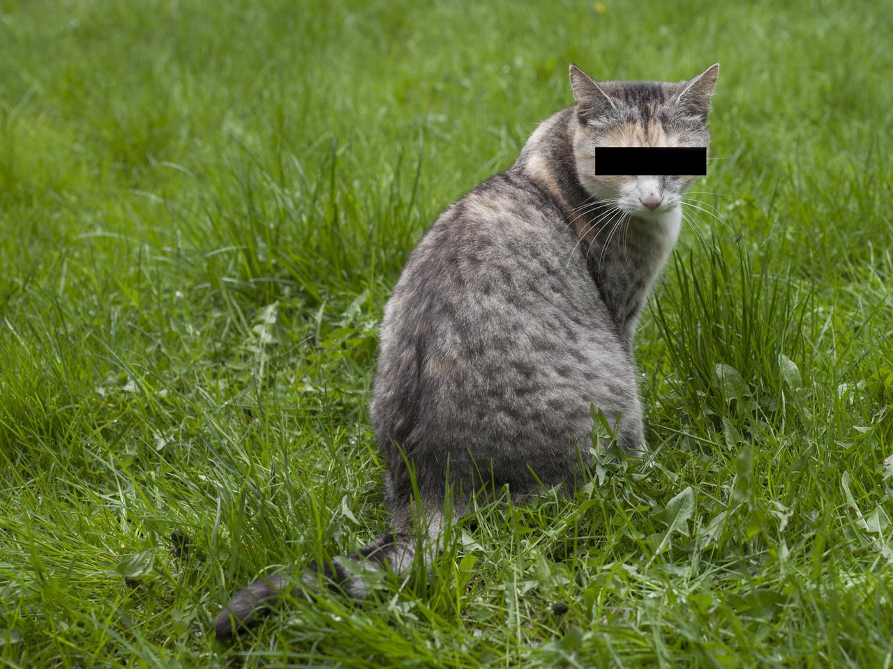 Straż miejska oskarżyła kota o kradzież