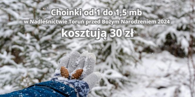 Tu sprzedają najtańsze choinki w województwie kujawsko-pomorskim. Można wybrać samemu!