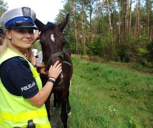 Na drodze krajowej policjanci zatrzymali... konia. Nikt się nim nie opiekował