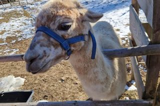 Ferie w Bieszczadach.