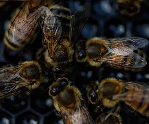 Kto zatruł pszczoły w Pleszewie? Tysiące martwych owadów