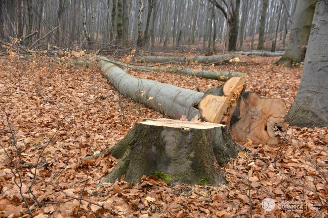 Protest mieszkańców przeciwko wycince drzew na Bukowej Górze