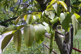 Orzech włoski - Juglans regia