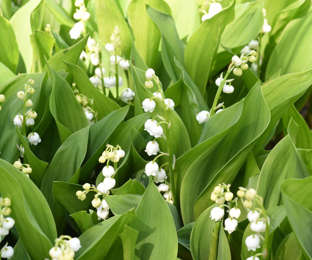 Leśnicy ostrzegają przed majową trucicielką. Może dojść do zatrzymania akcji serca i śmierci