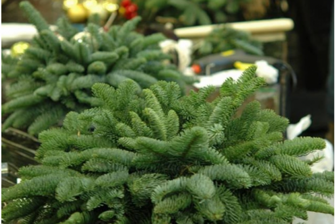 Choinkę też można oddać do recyklingu