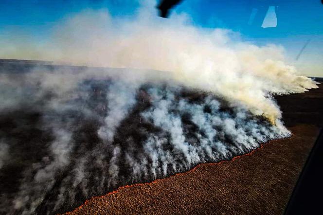 Pożar Biebrzańskiego Parku Narodowego. Akcję wspiera policyjne Black Hawk