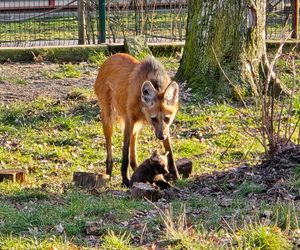 Wilki grzywiaste w Śląskim Ogrodzie Zoologicznym. W styczniu na świat przyszły trzy samiczki