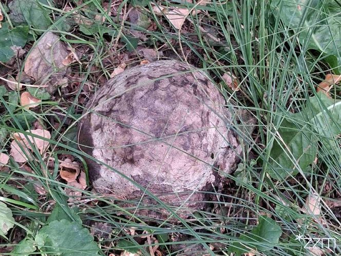 Niezwykłe znalezisko w centrum Poznania - to egzemplarz rzadkiego grzyba - Grzybogwiazda