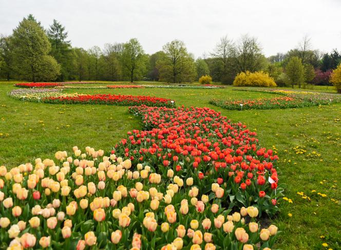 Tysiące tulipanów zakwitło na majówkę! Jednak zobaczyć je możecie tylko tak