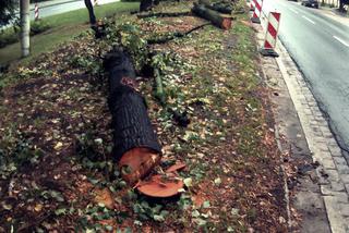 Bydgoszcz: Rozpoczęła się budowa buspasa na Wałach Jagiellońskich [ZDJĘCIA]