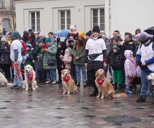 Golden Retriever WOŚP w Poznaniu